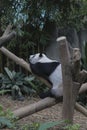 Giant panda sleeping zoo singapore Royalty Free Stock Photo