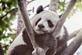 Giant Panda sleeps on the tree.