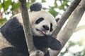 Giant Panda sleeps on the tree.