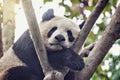 Giant Panda sleeps on the tree.