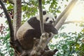 Giant Panda sleeps on the tree.