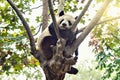 Giant Panda sleeps on the tree.