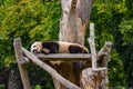 A giant panda sleeps in the tree house in the zoological garden in Berlin Royalty Free Stock Photo