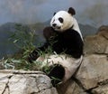 Giant Panda At The Smithsonian`s National Zoo