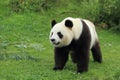 Giant panda