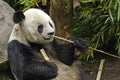 Giant Panda with Sticks