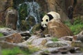 Giant panda