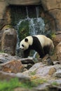 Giant panda