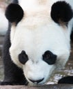 Giant panda taking a drink from a pond