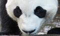 Giant panda taking a drink from a pond