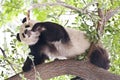 Giant Panda in tree Royalty Free Stock Photo