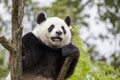 Giant panda on the tree Royalty Free Stock Photo