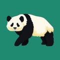 Giant panda walking. Black and white bear. Endangered species.