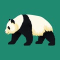 Giant panda walking. Black and white bear. Endangered species.