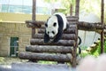 Giant Panda Walking Down the Steps