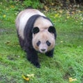 A giant panda in greenery field Royalty Free Stock Photo