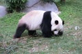 Giant Panda Walking at Ocean Park in Hong Kong