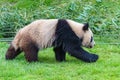 Giant panda walking Royalty Free Stock Photo