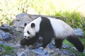 A giant panda walks