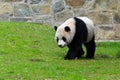 Giant Panda at Washington DC Zoo