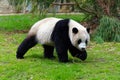 Giant Panda at Washington DC Zoo