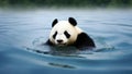 Giant panda in water. Habitat loss concept