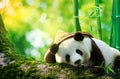 Giant panda wearing a bamboo hat resting in a tree eating bamboo shoots Royalty Free Stock Photo