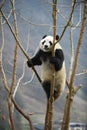 Giant Panda in WoLong Sichuan china Royalty Free Stock Photo