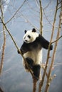 Giant Panda in WoLong Sichuan china Kung Fu Panda