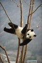 Giant Panda