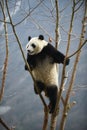 Giant Panda in WoLong Sichuan china