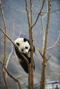 Giant Panda in WoLong Sichuan china Royalty Free Stock Photo