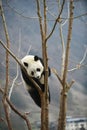 Giant Panda in WoLong Sichuan china