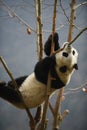 Giant Panda in WoLong Sichuan china