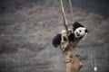 Giant Panda in WoLong Sichuan china Royalty Free Stock Photo