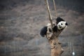 Giant Panda in WoLong Sichuan china