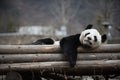 Giant Panda in WoLong Sichuan china Royalty Free Stock Photo