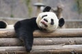 Giant Panda in WoLong Sichuan china Kung Fu Panda