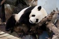 Giant panda Xing Ya is lazily sleeping in a tree at Ouwehands Zoo in Rhenen Royalty Free Stock Photo