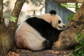 Giant panda (Xiongmao) sleeping, Chengdu Royalty Free Stock Photo