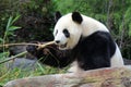 giant panda in a zoo in adelaide (australia) Royalty Free Stock Photo