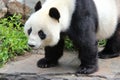 giant panda in a zoo in adelaide (australia) Royalty Free Stock Photo