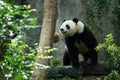 Giant Panda