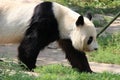 giant panda in a zoo in vienna (austria)