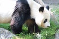 giant panda in a zoo in vienna (austria)