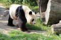 giant panda in a zoo in vienna (austria)