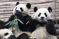 Giant Pandas eating bamboo in Chengdu Panda Breeding Research Base Xiongmao Jidi China