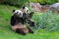 Giant pandas, bear pandas