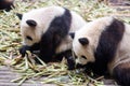 Giant pandas eating bamboo by Chendu