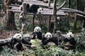 Giant pandas eating bamboo